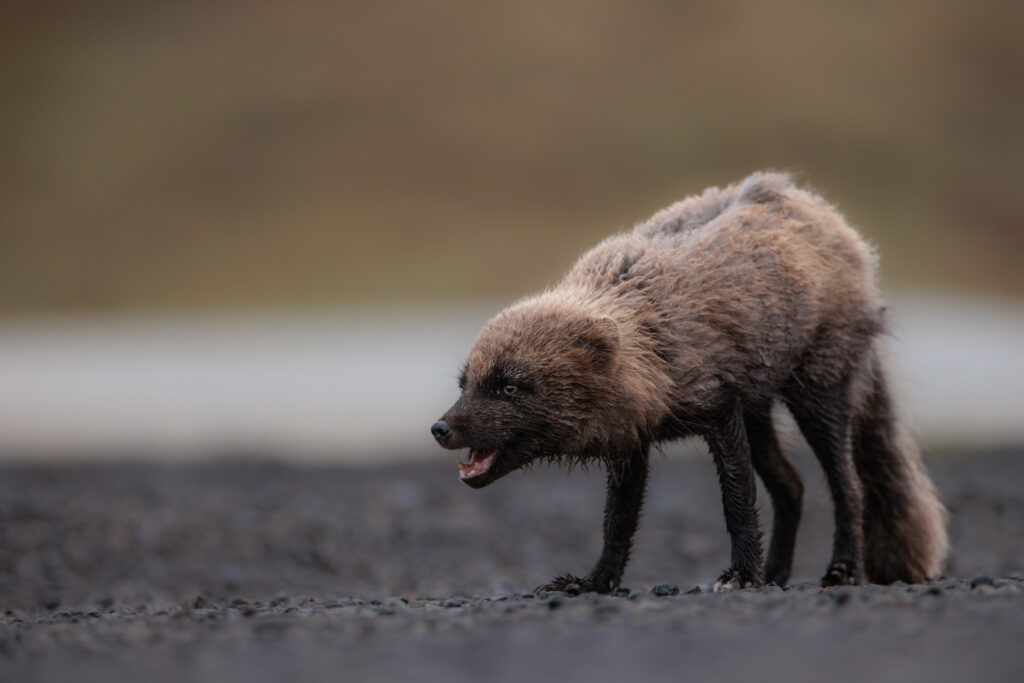 Artic Fox