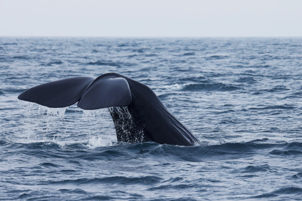 Cachalot - Sperm Whale