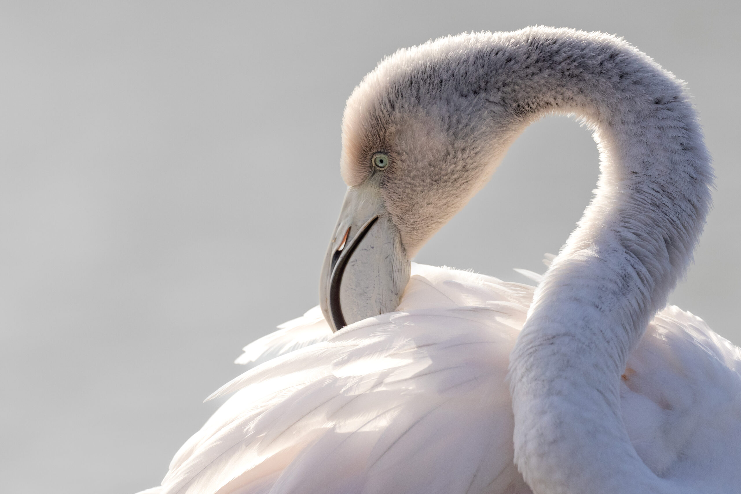Flamant Rose Juvénile