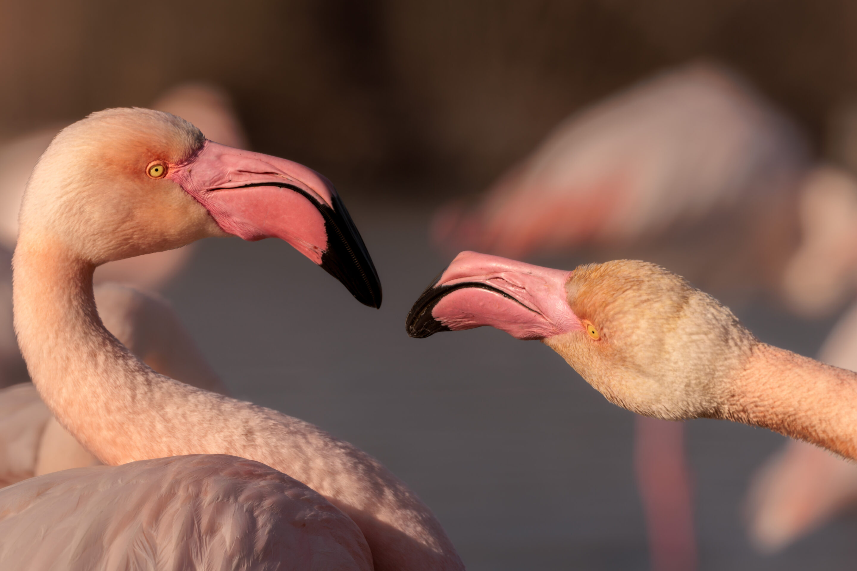 Parade nuptiales des Flamants Roses