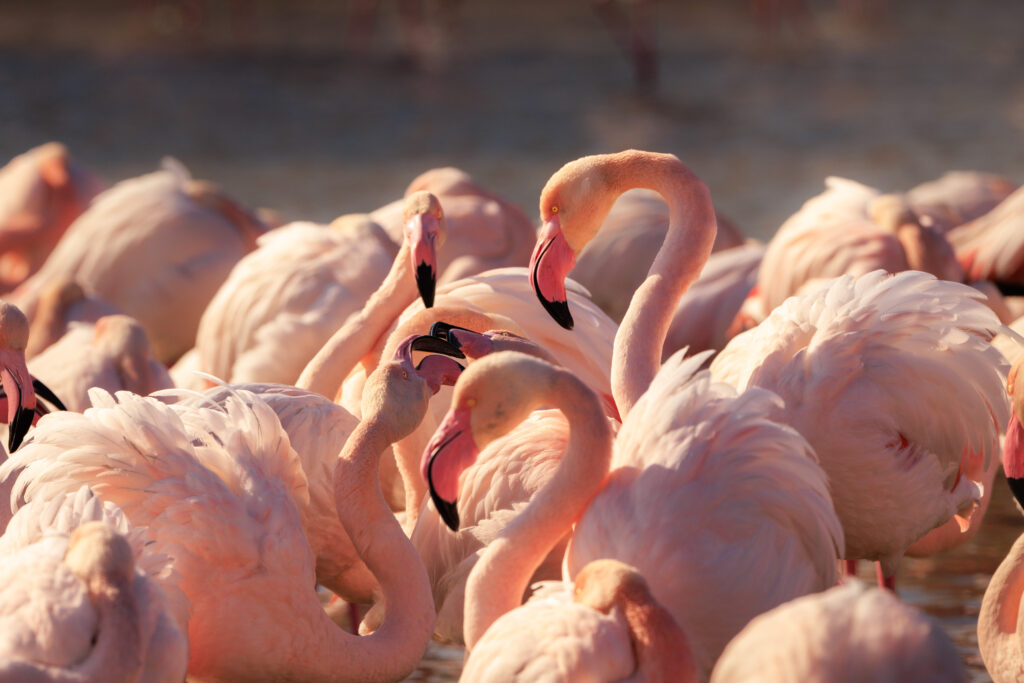 La parade nuptiale des Flamants Roses