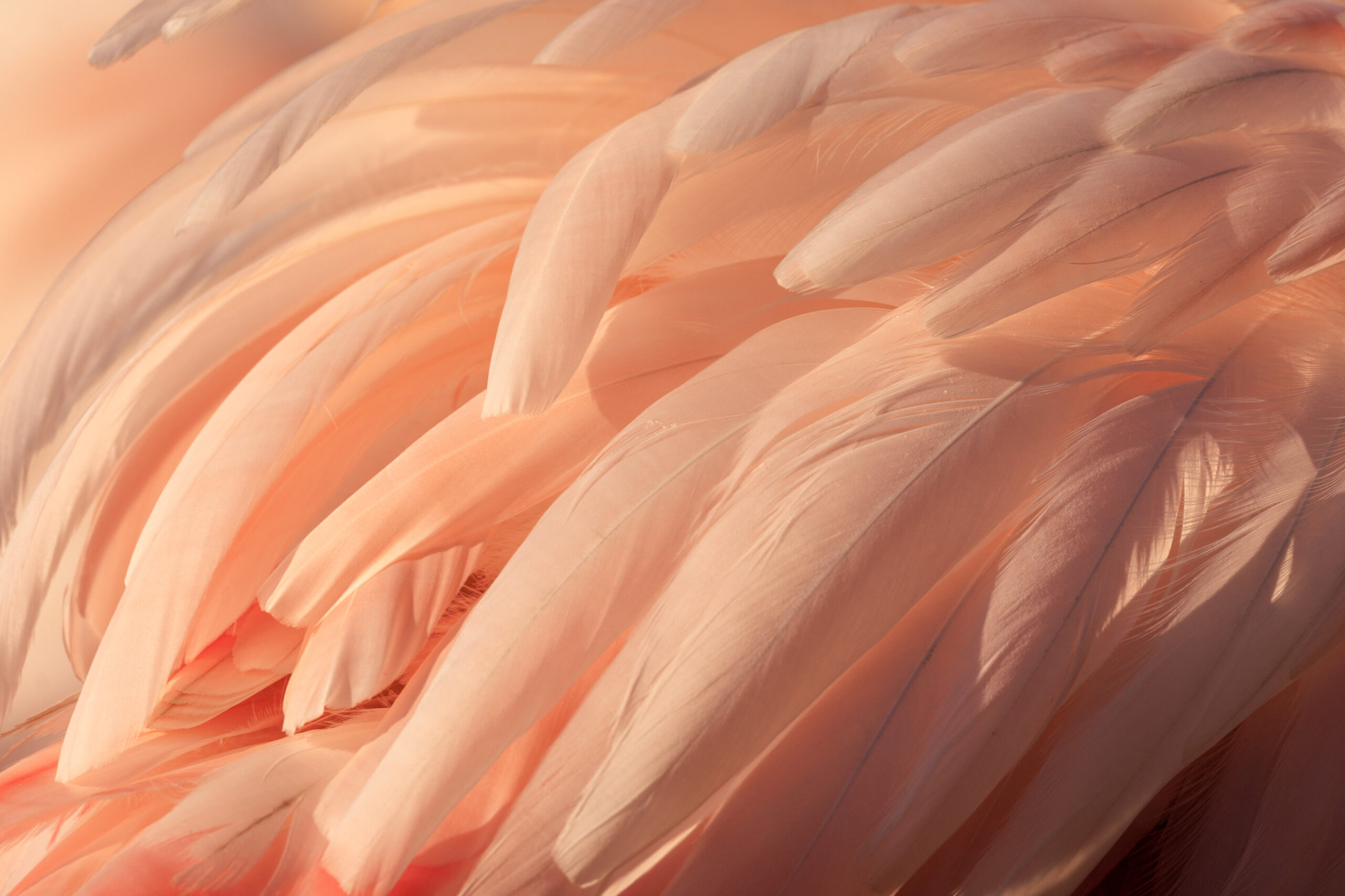 Pourquoi le Flamant Rose est il rose ?
