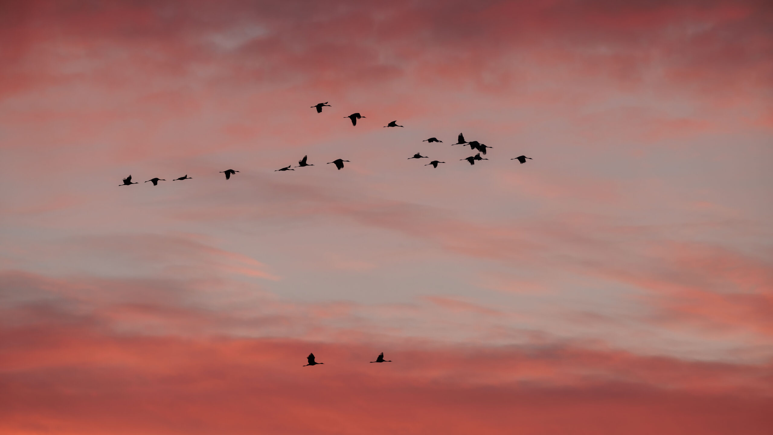 Envol de grues cendrées