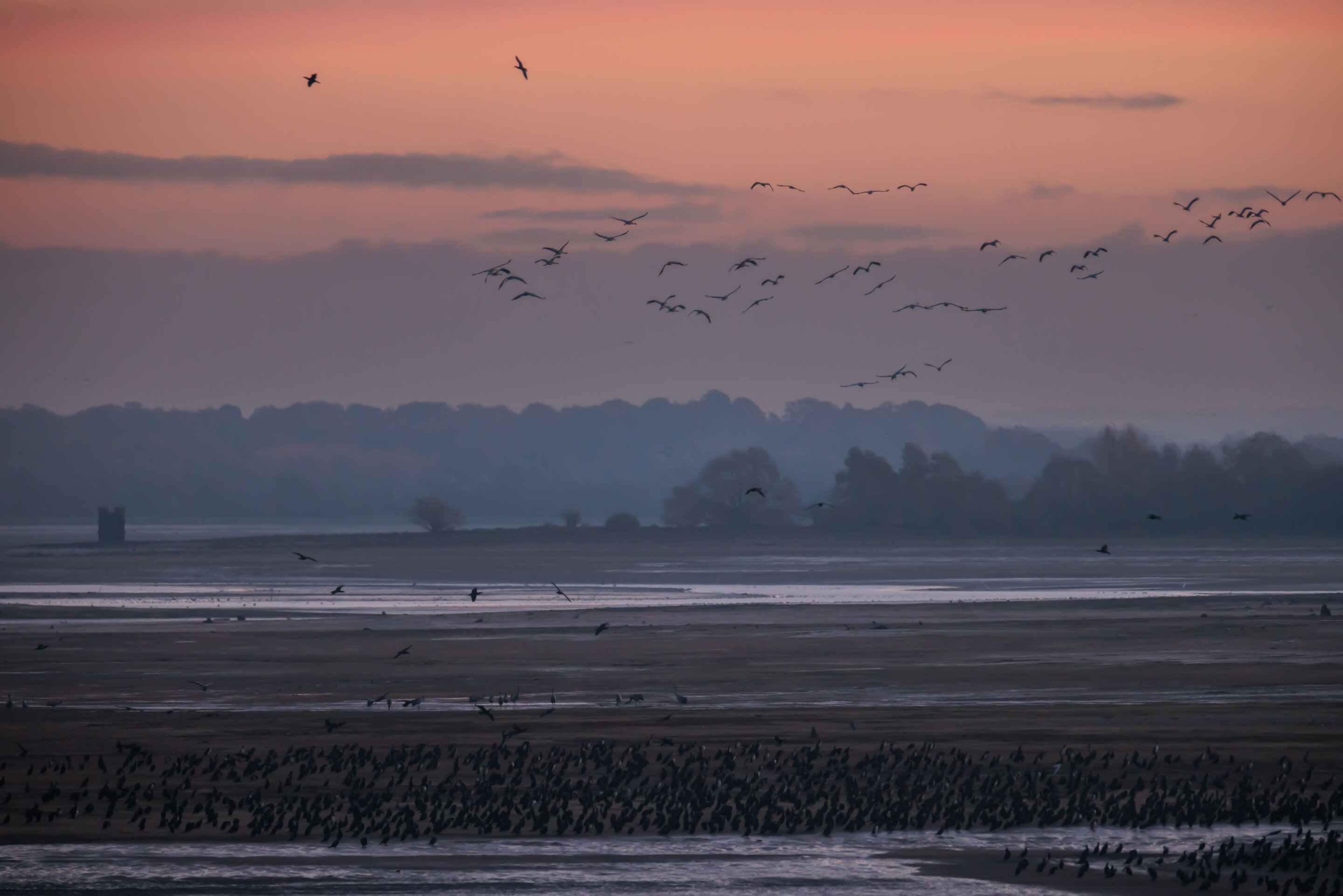 Migration des grues cendrées Lac de Der
