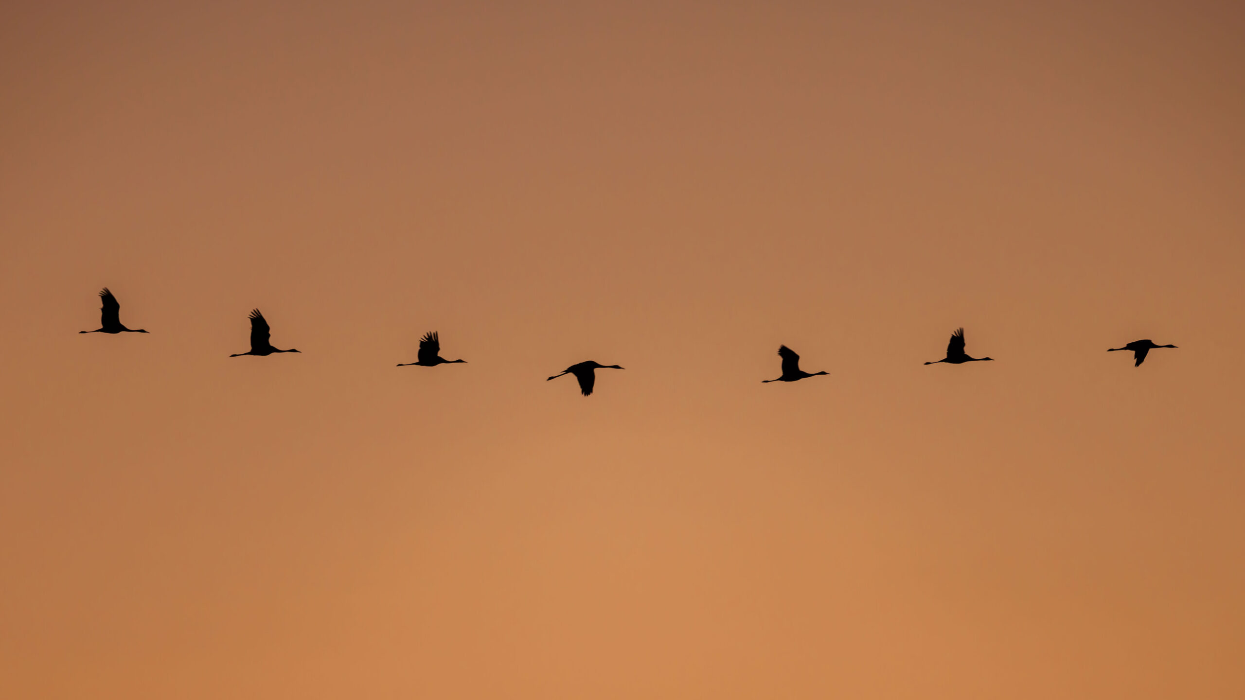 Grues cendrées en formation