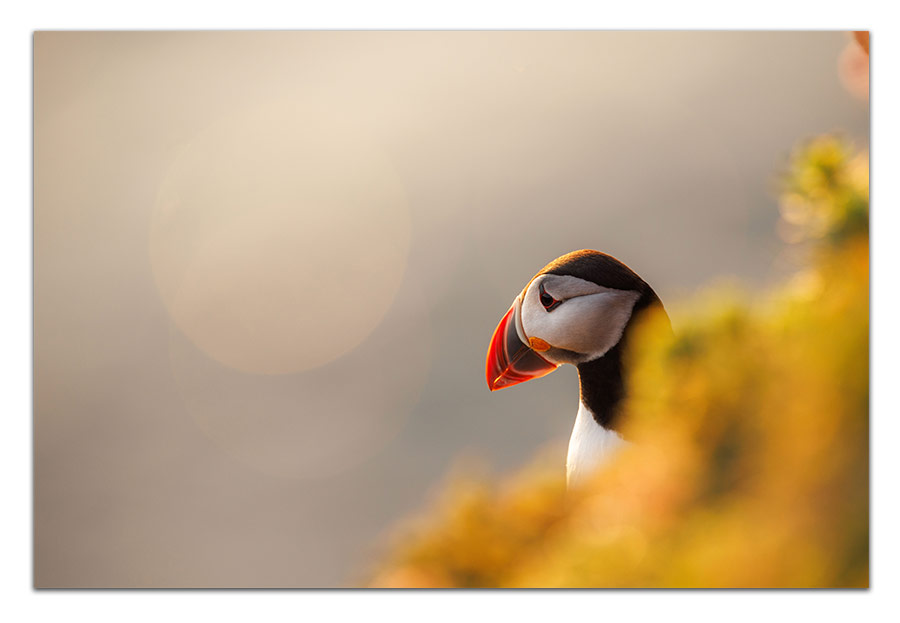 Macareux Moine - Islande