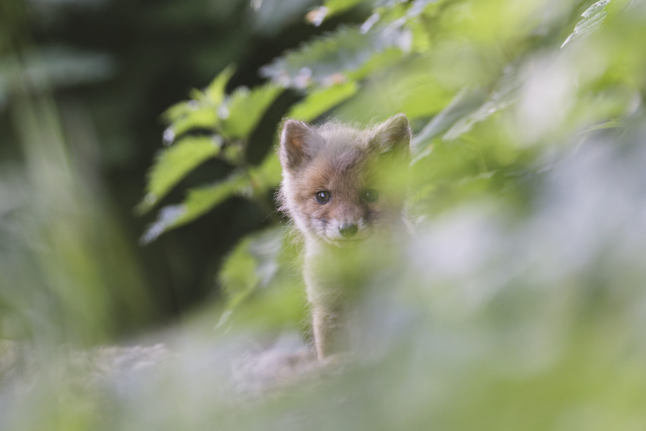 Photographier les renardeaux